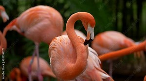 Pink flamingo staring with interest, standing among other flamingos that are walking around. Black and green background. UHD Stock Video