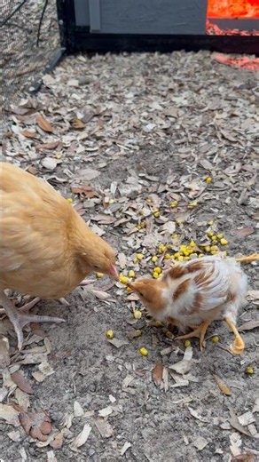 My 4-Legged Chick Just Did the Sweetest Thing 🥹🐔❤️