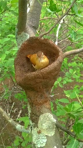Bird Building a Nest: Amazing Animal Behavior