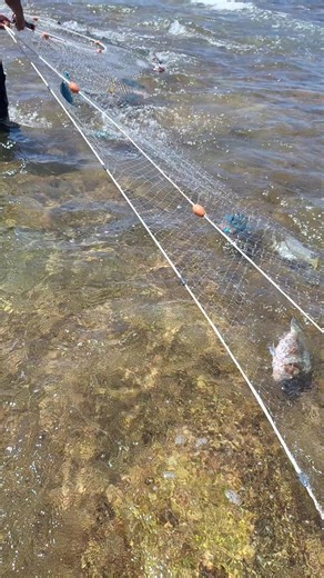 Fishing method: reef net Fishing.. On Motu Ko Pukapuka island🏝