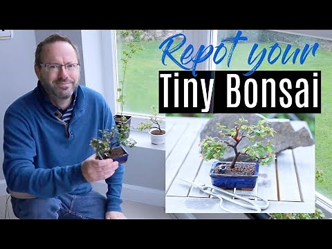 Bonsai care - Pruning and repotting Sageretia Theezans bonsai - healthy Chinese sweet plum