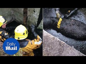Firefighters come to rescue Shetland pony trapped in slurry pit - Daily Mail