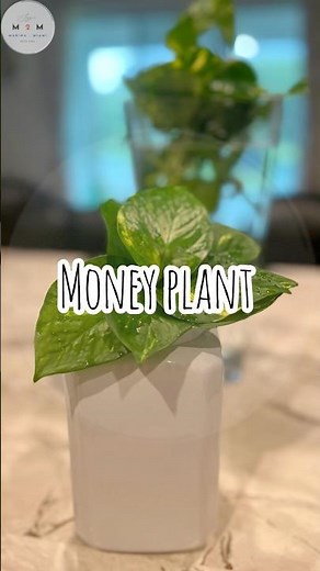 How to grow money plant in water | money plant care tips|how to grow money plant fast & easy|#money