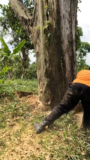 Rotten dead tree trunk felling. | Yulianto