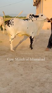 150K views · 7.4K reactions | Presenting you one of the finest beauty of 2024  MashAllah MashAllah husan of dand “Ladla”. Sale Collection 2024 ✨ | Cow Mandi Of Islamabad | Facebook