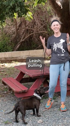 Leash Pulling: It's Not Naughty Behavior