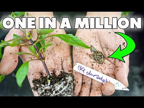 Dahlias From Seed: Complete Step-By-Step Beginner's Guide