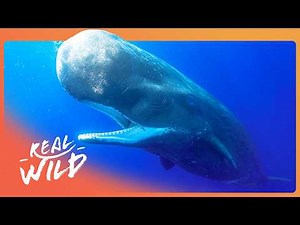 DEEP SEA GIANTS | The Alien World Of Sperm Whales | 4K