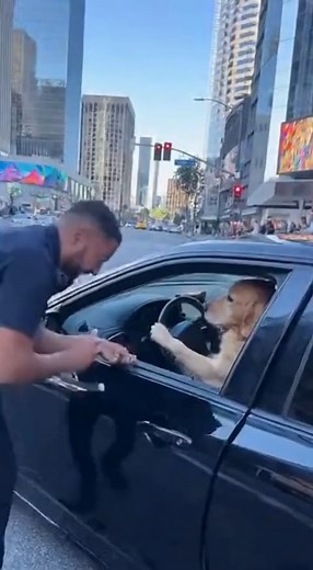 When the officer said “everyone out of the car,” this dog took it way too literally 😂🚓 He’s comfy… and he’s NOT moving! This might be the funniest police-stop moment you’ll see today! Hashtags: #FunnyDog #PoliceStop #DogRefusesToMove #DogReels #PetHumor #DogComedy #ViralReels #AnimalReels #DogsOfFacebook #FurryFriend #TrendingReels #LOL #DogLife | Doorbell Zoo