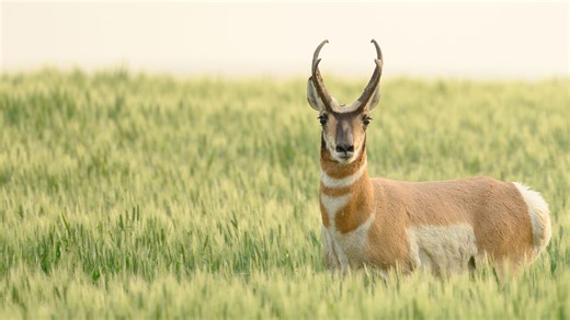 The 2025 pronghorn hunting season is set with 1,310 licenses available in 18 units. Learn more in this week's NDO webcast with big game management supervisor Bruce Stillings. | North Dakota Game and Fish Department
