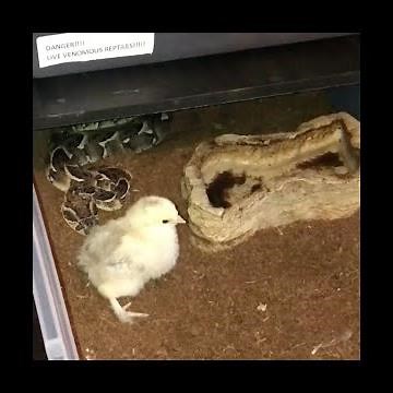 Puff Adder Live Feeding Video Graphic Content! Highonsnakes Africa's Deadly dozen. Death by venom.