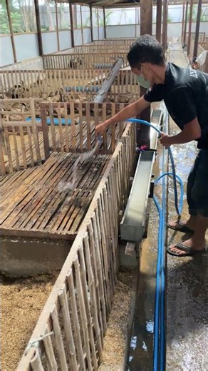 Cleaning the Duck Pen to Keep My Ducks Healthy