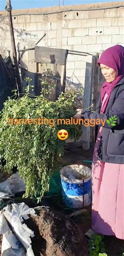 Harvesting Fresh Moringa Leaves for Natural Health Benefits