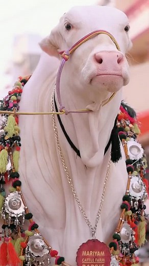 Masha Allah Cattle Farm Fun | Bison Video & Farming TikTok