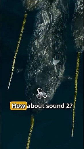 What Sound Does A Narwhal Make?