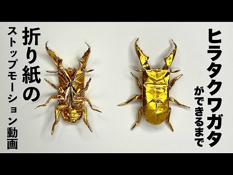 折り紙 ヒラタクワガタ Origami Dorcustitanus
