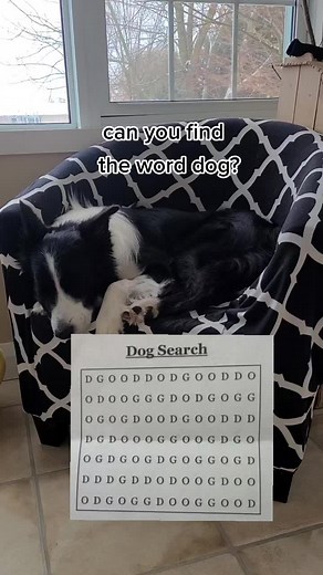 #zedthebordercollie #viral #dog