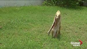 27K views · 177 reactions | Simba the baby goat, of Pakistan, has attracted thousands of followers with his astonishingly long ears — 22 inches and growing. Read more: https://globalnews.ca/news/8973589/simba-the-goat-pakistan-long-ears/ | Global News | Facebook