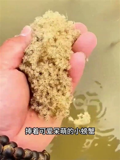 男子救下被困螃蟹，放生时却被暖心得一幕整破防！#万物皆有灵#感人