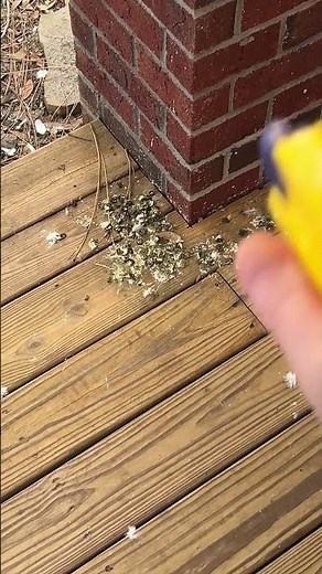Pigeon Poo Problem? I Have a Solution that Doesn’t Work #pigeon #poop #porchmakeover #funny