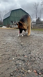 20K views · 4K reactions | Dogs are angels  | Smiley | Facebook