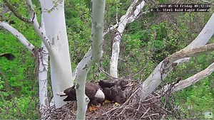 4.4K views · 333 reactions | Check out this cool slow-motion fly in of the female bald eagle at the USS nest this morning. Watch the live USS stream here: https://pixcams.com/uss-eagles/ Subscribe to our YouTube Channel to get notification of new videos. Click here to subscribe: https://www.youtube.com/channel/UC5lMzpZvCLpwyvu348B8zYw?sub_confirmation=1 #pixcams #uss #ussteel #eagle #baldeagles #eagles #pittsburgh | PixCams | Facebook