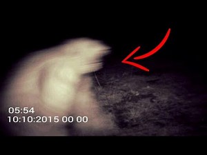 The Mysterious Pennsylvanian White Bigfoot | Sightings & Encounters