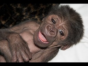 Baby Gorilla Introduced to Family at San Diego Zoo Safari Park