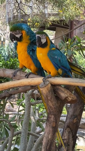 The Most Incredible Animals of the Amazon