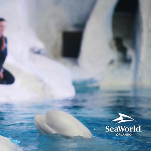 Explore the arctic on Expedition Odyssey, SeaWorld's newest ride, plus see majestic Emperor penguins and other amazing animals. | SeaWorld Orlando