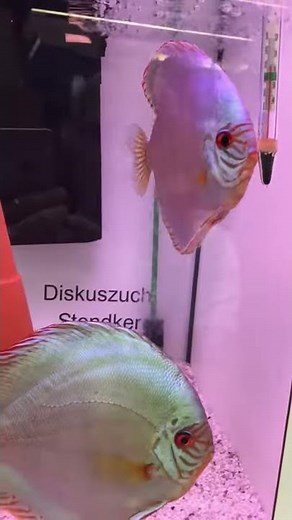 🐟 Poissons exotiques d'eau douce - Discus Stendker Solid Turquoise d'élevage allemand