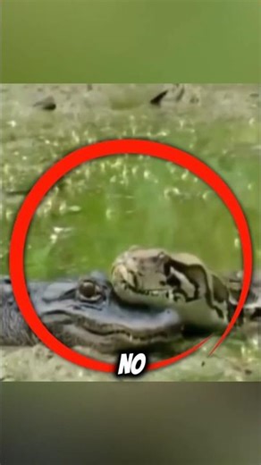 Unbelievable Animal Moments Ever Recorded