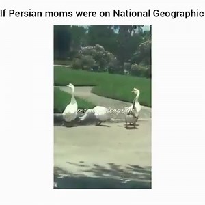 National Geographic (Persian Version) 😂😂😂 | Persian Vine