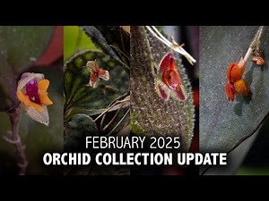 "What's in Bloom" Orchid Collection Update - February 2025 | RARE Lepanthes & Masdevallias in Bloom!