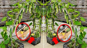 55K views · 1.4K reactions | The Secret To Growing Large, Delicious Cucumbers With Lots Of Fruit | DIY Balcony Garden | Facebook