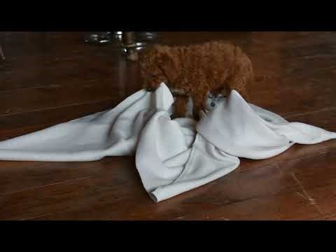 F1B Miniature Goldendoodle Puppy For Sale