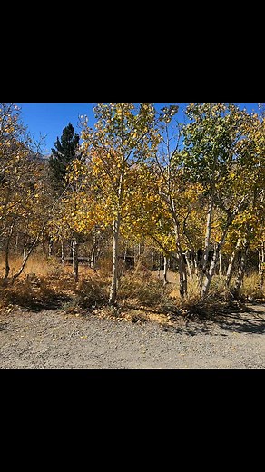 The Four Jeffrey Campground is a popular camping site located near Bishop, California, in the Eastern Sierra region. Here’s some information about it: Location: Four Jeffrey Campground is situated in the Inyo National Forest, about 17 miles west of Bishop, near the town of Aspendell. It's located along South Lake Road and provides access to both South Lake and Bishop Creek for outdoor activities like fishing, hiking, and exploring. Campground Features: Elevation: The campground sits at an elevat