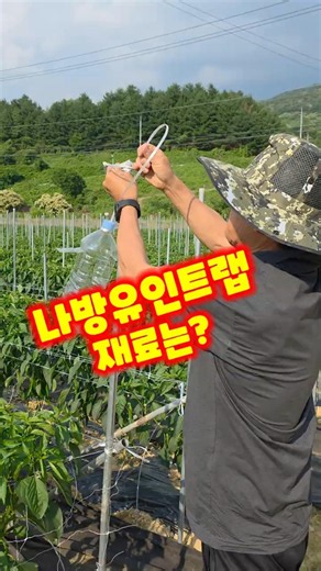 How to make a moth trap using Goesan Clean Chili, Oga Farm, clean Goesan, and Chungbuk Goesan #sh...