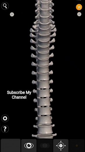Vertebral Column || 3D Representation || Human Anatomy