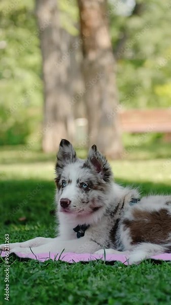 Border collie red Merle with blue eyes is lying on a litter in a summer park and resting. A toy was thrown to the dog and she began to chase it while playing. Vertical 4k slow motion footage