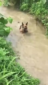 21K views · 569 reactions | I become invisible. | Dog lover | Facebook