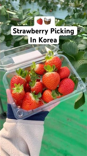 Strawberry picking in Korea is a MUST-DO and here’s where to do it! #korea