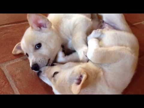 Canaan Dog 6 weeks old puppies daily life