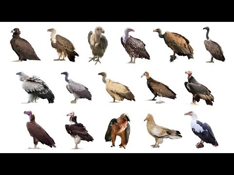 Eight Species of Old World Vultures (Vol. 2)