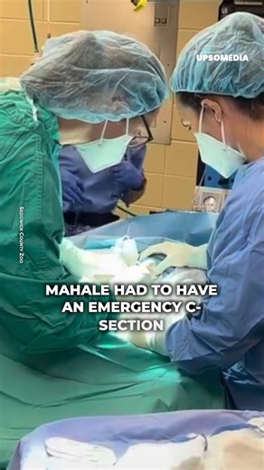 13K views · 559 reactions | An emotional reunion between a mother chimpanzee and her two-day-old infant. | The Kiwi | Facebook