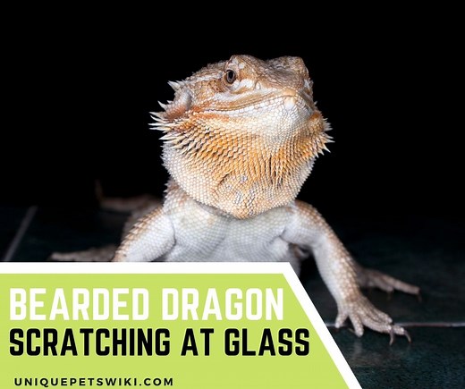 10 Reasons Bearded Dragon Scratching At Glass And How To Stop