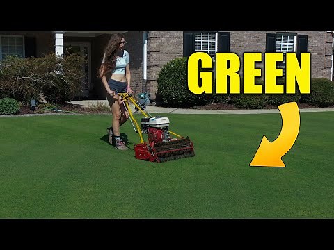 Dark Green Fall Lawn - Fertilize and Reel Mow