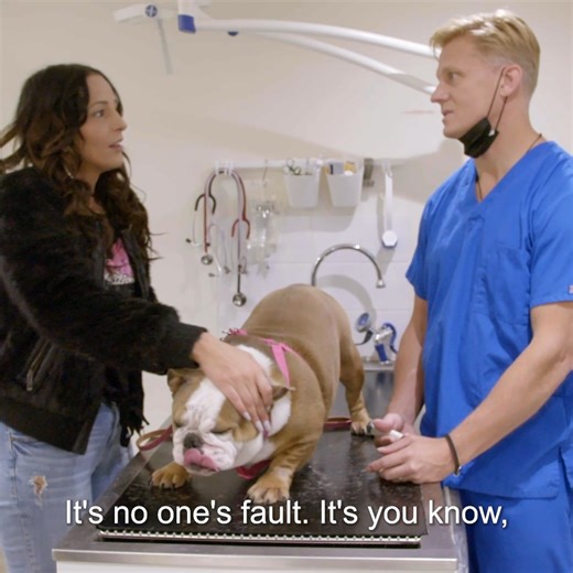 Dr Scott performs two back to back caesarean surgeries! 😍 Fingers crossed all the puppies survive ❤️ | Bondi Vet