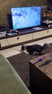 cats ruin everything | FailArmy