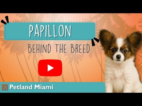 Meet the Papillon: The Pup Behind the Hype!